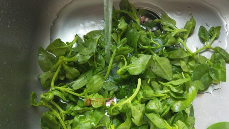 穿心莲凉拌，简单美味，清热解毒，居家必备！