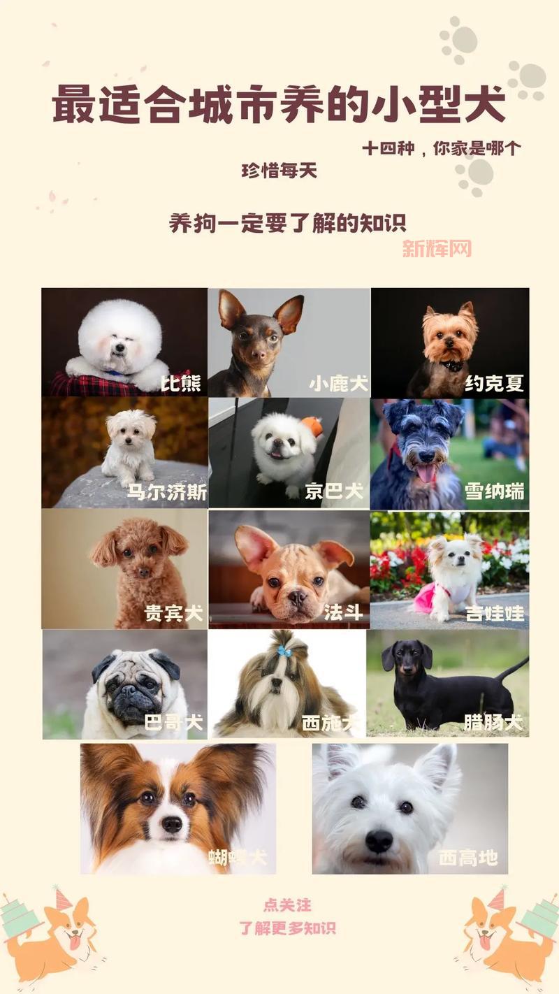泰迪犬和贵宾犬: 哪个更适合你? 优缺点对比分析