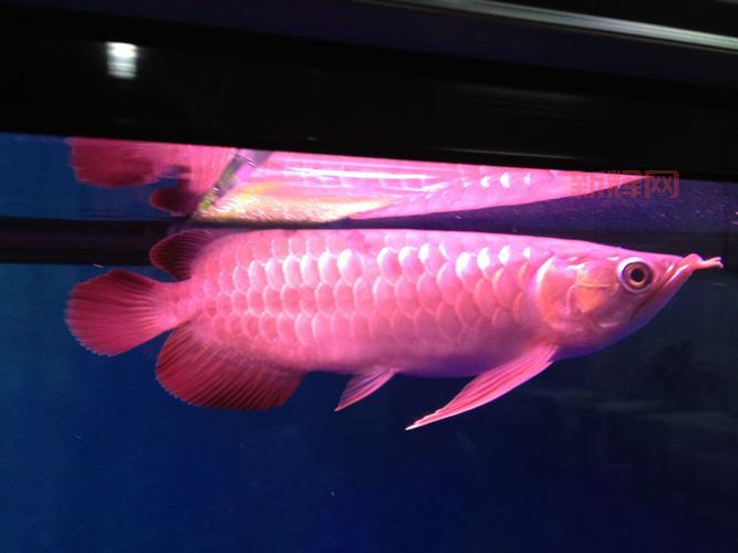 六角龙价格多少钱？品种、品相决定价格，教你辨别真假