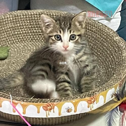 东方绯想天下载：猫咪们的福音版本，教你如何下载！