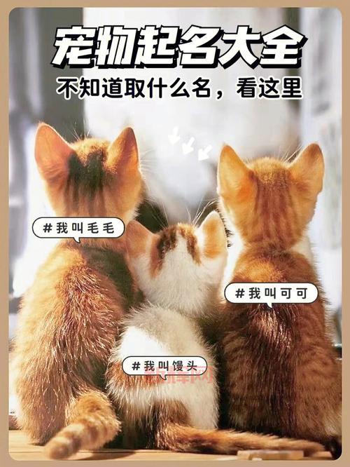 幸福宝app软件大全：各种类型任你选，总有一款适合你