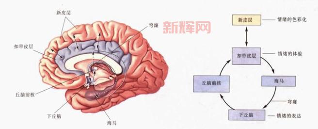七情六欲的深层解析:情感与欲望的来源与影响
