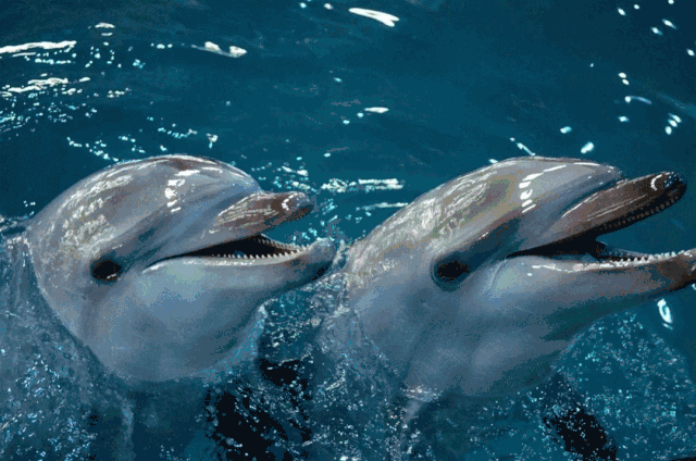 梦幻水族馆动态屏保 - 打造你的专属桌面海洋世界