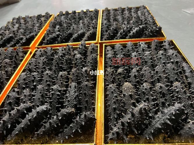 会夏眠的海洋生物：揭开海参的神秘面纱