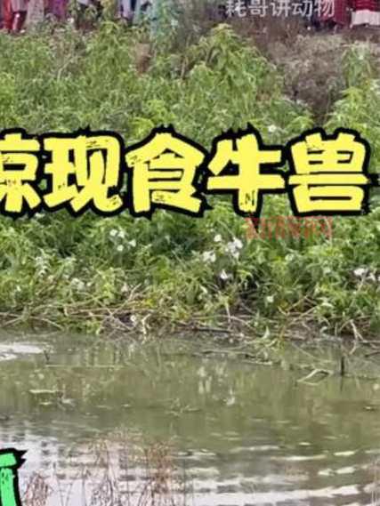 光头强大冒险之海底探险小游戏，射击水怪寻找海盗宝藏