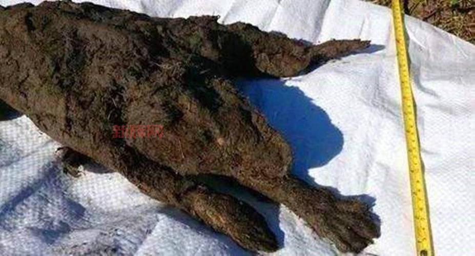 48500年冷冻病毒被复活,科学家揭示古代病毒重生