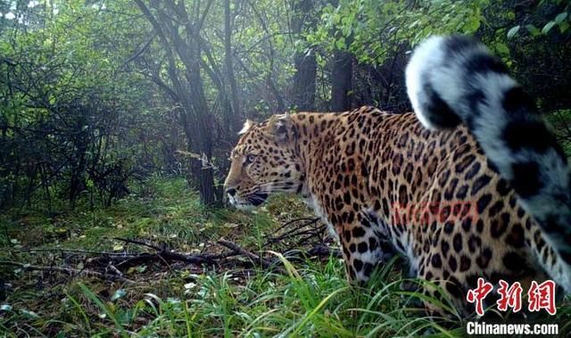 冬泉豹幼崽怎么获得?详细攻略分享