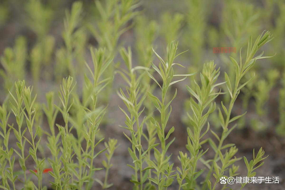 NFS8新手指南:从入门到精通的全攻略