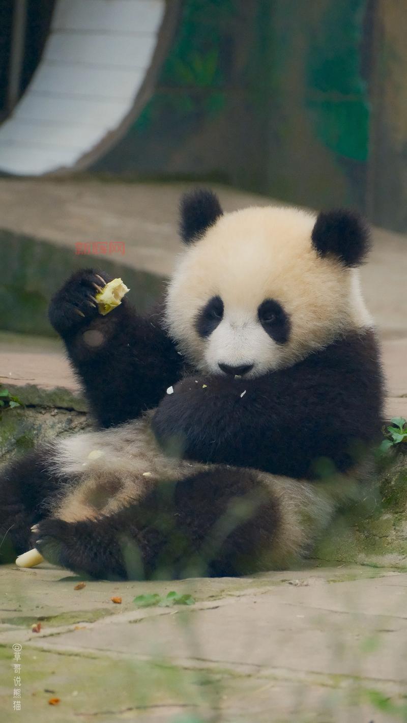 大熊猫“安安”正式落户香港:解密安安的成长历程与生活