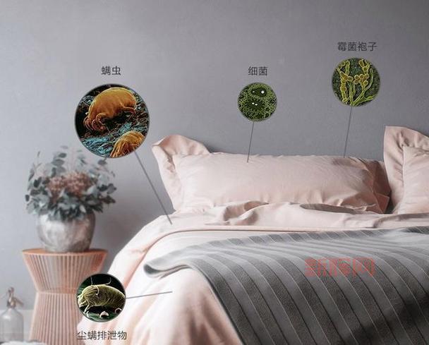 床上的螨虫:识别方法与健康隐患解析