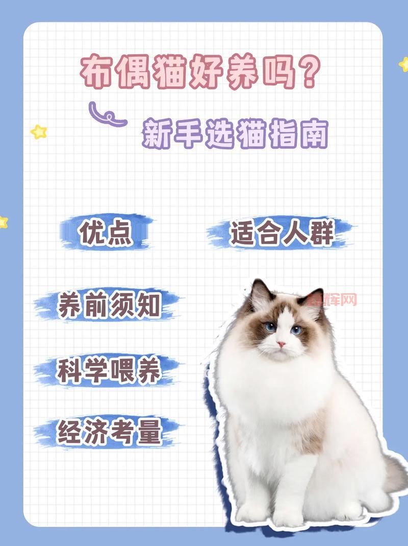 战国无双2武将排名终极指南，新手必看少走弯路