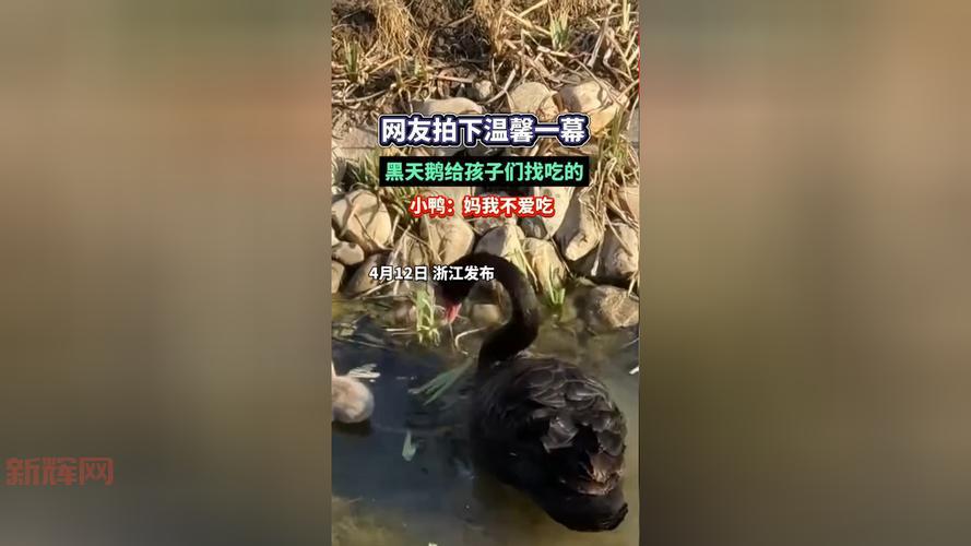 奶奶拎棍追打5旬男子野泳，湖北孝感温馨一幕引热议