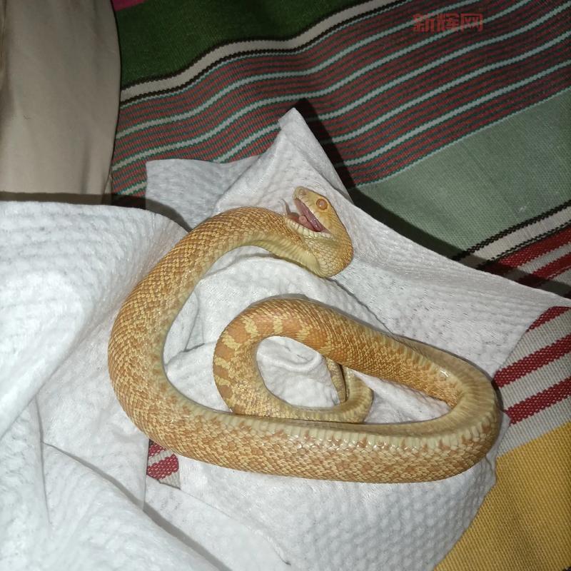 三位一体2蛇完整攻略：解锁所有蛇战斗技巧