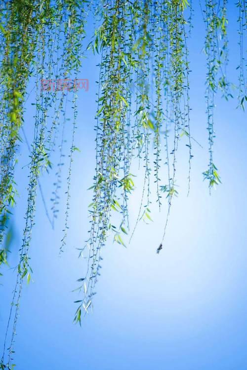 离魂不散烟郊树：解读“将欲辞君挂帆去”的诗意美