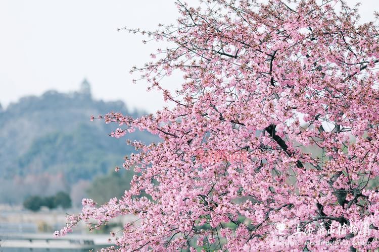 樱花官方入门：探索动漫世界的最佳指南