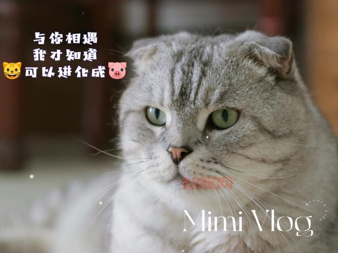 什么叫萌?探索“萌”字的进化与文化意义