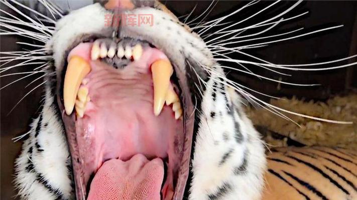 冷知识揭秘：哪种动物拥有一口超级锋利的牙齿？