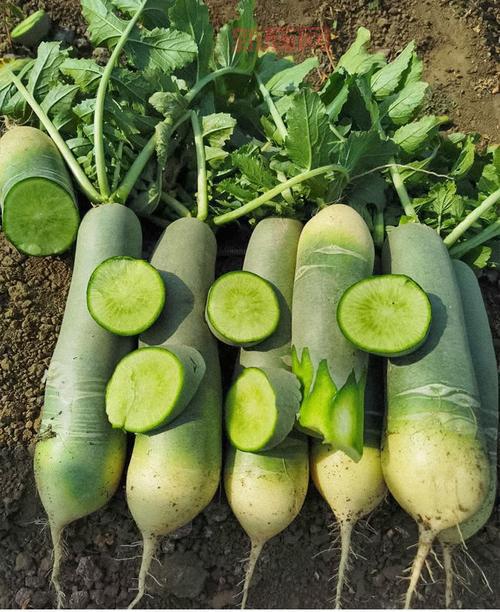 沙窝萝卜的原产地与历史：天津的绿色传奇