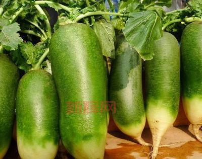 沙窝萝卜的原产地与历史：天津的绿色传奇