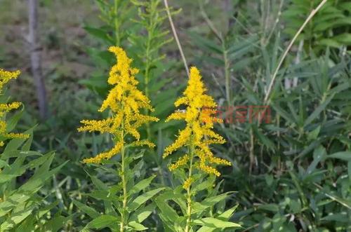 加拿大一枝黄花为何被称为“生态杀手”?揭示其对环境的威胁