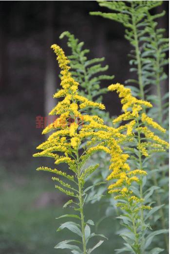 加拿大一枝黄花为何被称为“生态杀手”?揭示其对环境的威胁