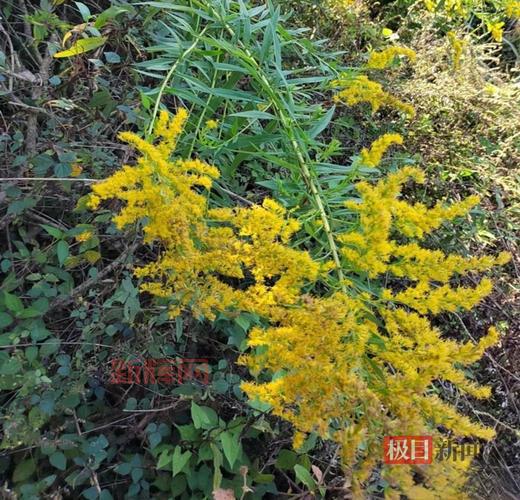 加拿大一枝黄花为何被称为“生态杀手”?揭示其对环境的威胁