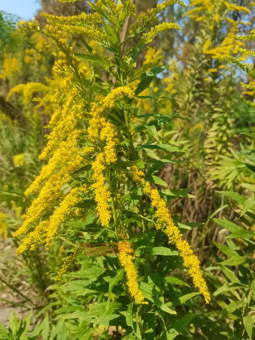 加拿大一枝黄花为何被称为“生态杀手”?揭示其对环境的威胁