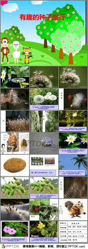 柳树种子传播方式揭秘：风、动物和蚂蚁的助力