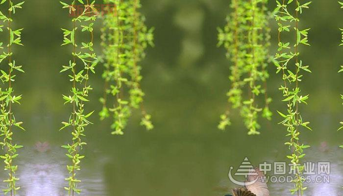 柳树种子传播方式揭秘：风、动物和蚂蚁的助力