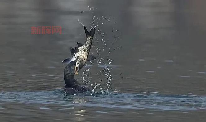 赛尔号小鲫鱼厉害吗?极品性格技能全面解析!