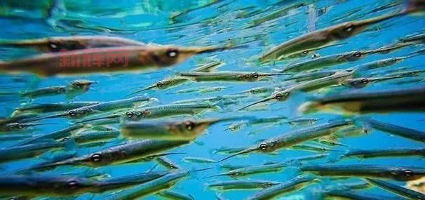 赛尔号小鲫鱼厉害吗？极品性格技能全面解析！