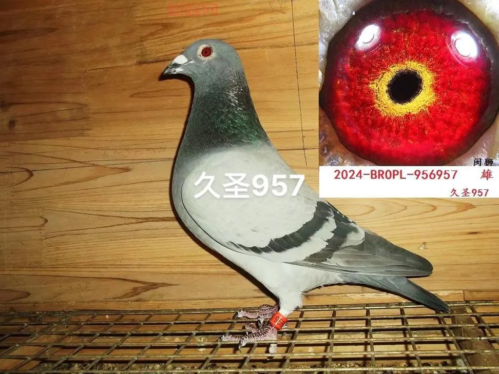 赛尔号小鲫鱼厉害吗?极品性格技能全面解析!