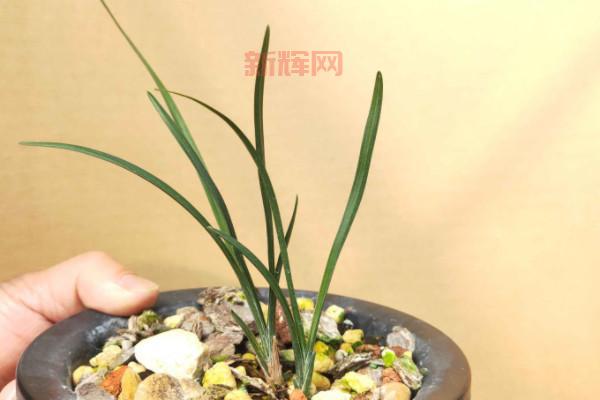 剑网3素冠荷鼎刷新点与获取攻略大全