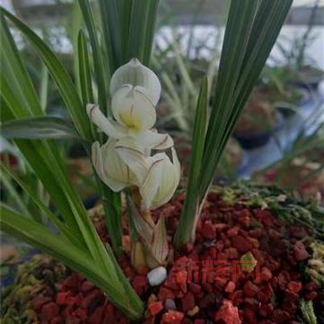 剑网3素冠荷鼎刷新点与获取攻略大全