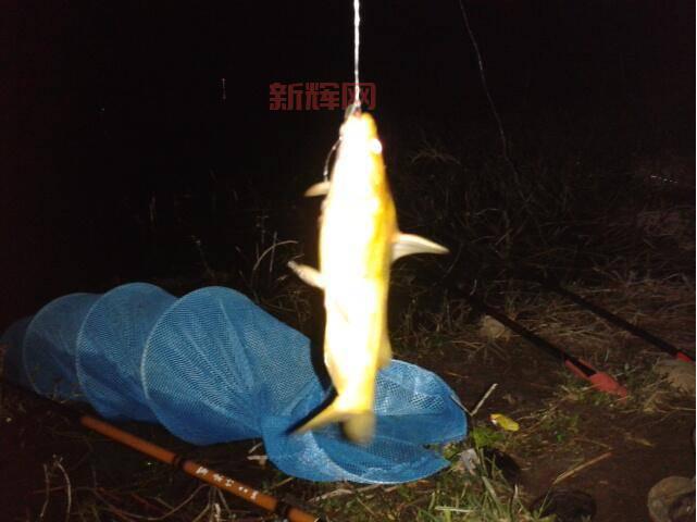 喜欢夜钓?夜鳞鲷鱼只有晚上有吗?钓鱼技巧分享!