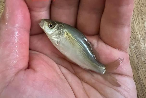 喜欢夜钓?夜鳞鲷鱼只有晚上有吗?钓鱼技巧分享!