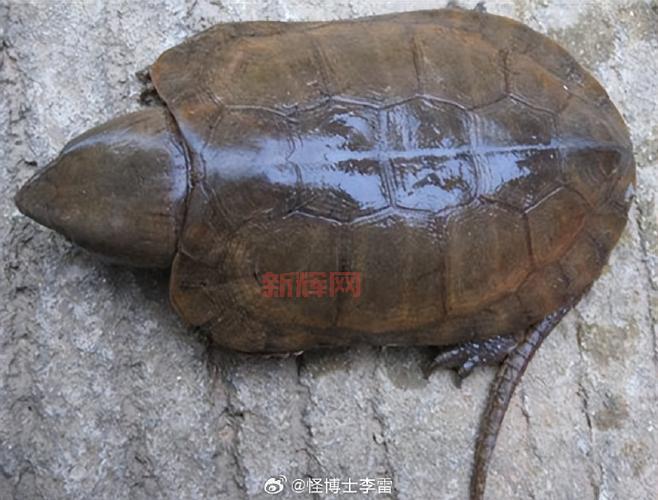 武林外传怪博士攻略:如何打败神秘怪博士