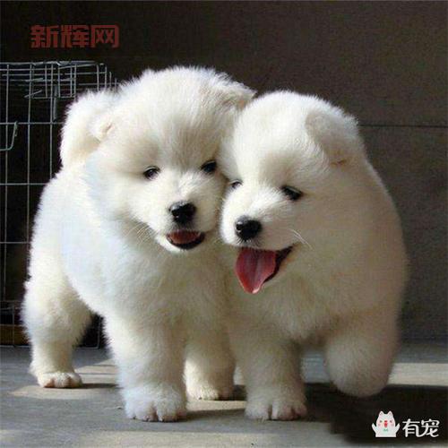 洛克王国邪恶玄武性格大揭秘,哪种性格才是最强?