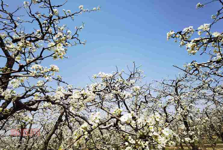 斗战神天坑树洞在哪？平顶山左上角副本位置详解