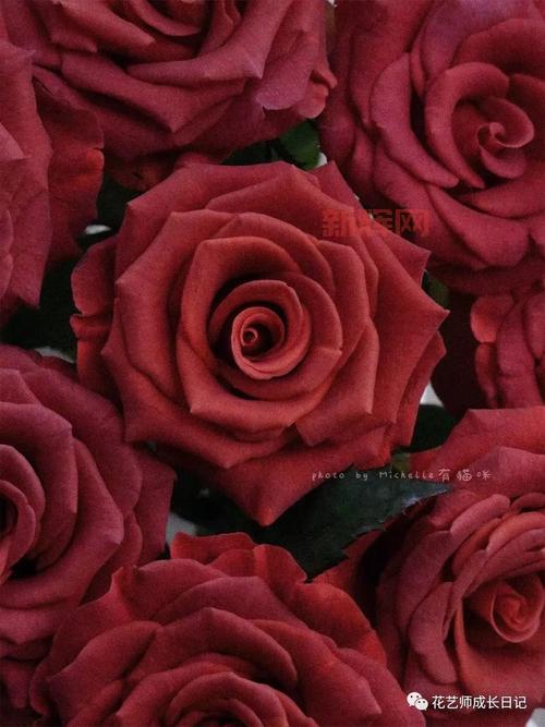 拉斯提罗斯:妖精的尾巴中“铁锈玫瑰”的魔法魅力