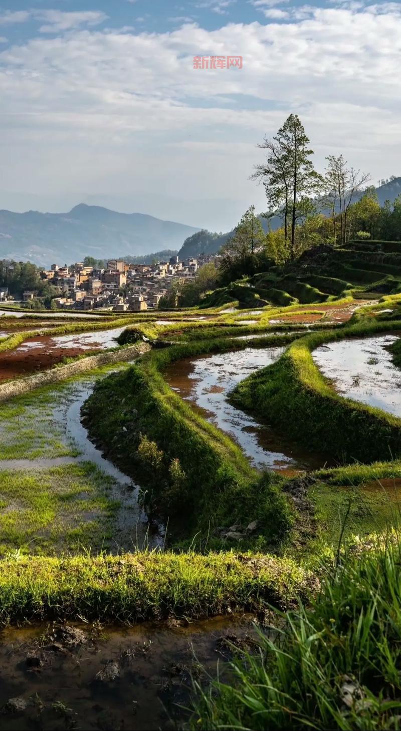 紫斑牡丹的起源与栽培地：临洮县的千年传承