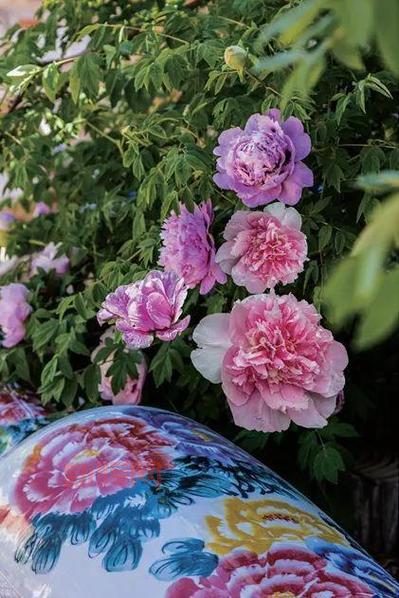 紫斑牡丹的起源与栽培地：临洮县的千年传承