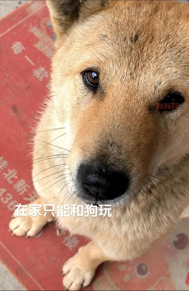 疯狂猜成语狗鸡答案大全：从鸡犬升天到鸡飞狗跳