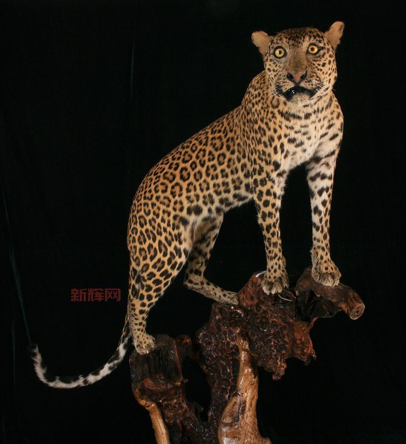 广东动物园金钱豹学会回拜，网友纷纷点赞