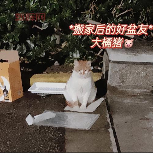 动物搬家游戏玩法解析:轻松上手的搞笑冒险