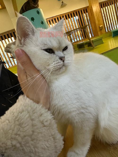 喵星厨做法大公开!只需几步,猫咪爱吃到不行!