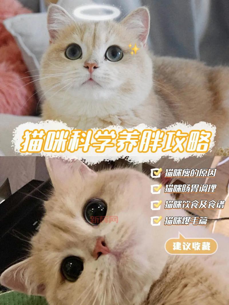 洛克王国小田田怎么玩？新手必看宠物养成攻略！