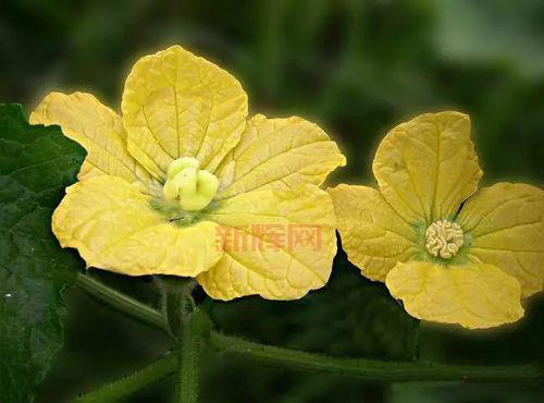 榴莲秋葵向日葵丝瓜黄瓜蕾丝,营养价值大揭秘!