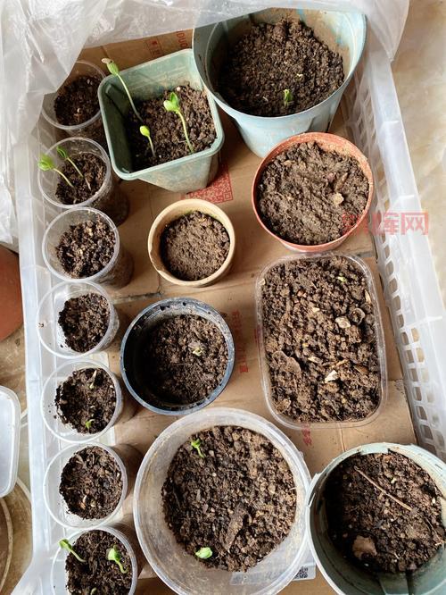 榴莲秋葵向日葵丝瓜黄瓜蕾丝，营养价值大揭秘！