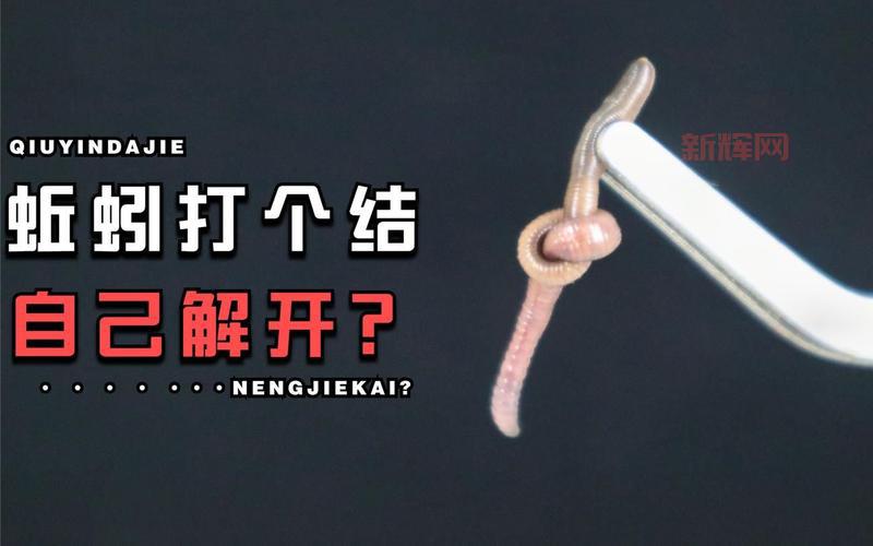 蚯蚓打结是什么梗？一篇文章给你解释清楚！
